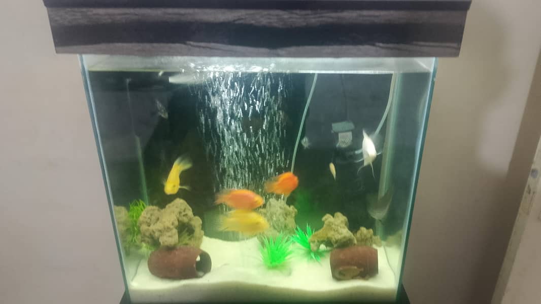 aqurium with fishes - Fish - 1120421036