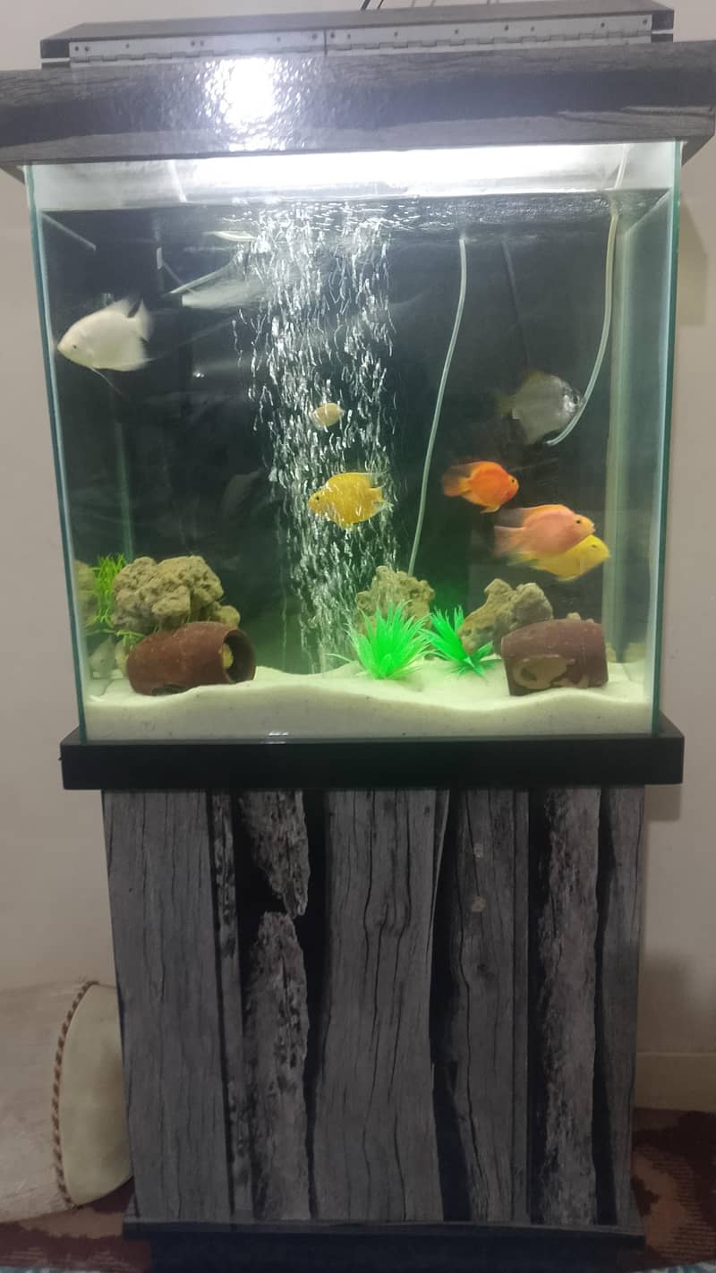 aqurium with fishes - Fish - 1120421036