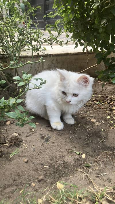 Cute male kitten for sale