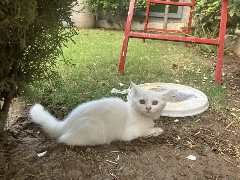 Cute male kitten for sale — photo 2