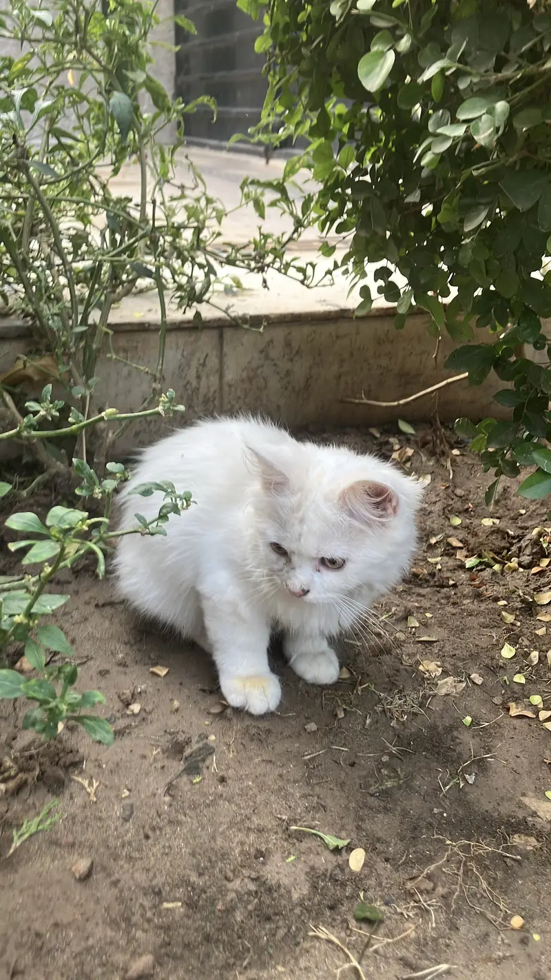 Cute male kitten for sale — photo 3