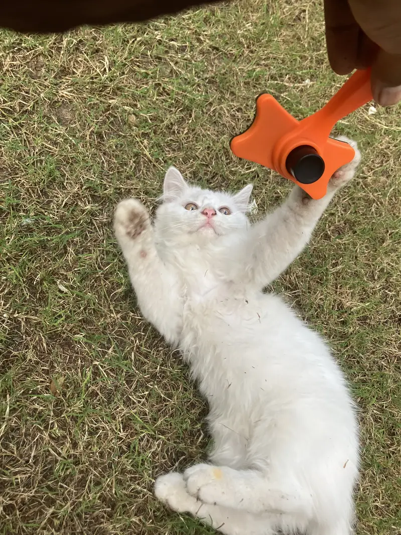 Cute male kitten for sale — photo 4