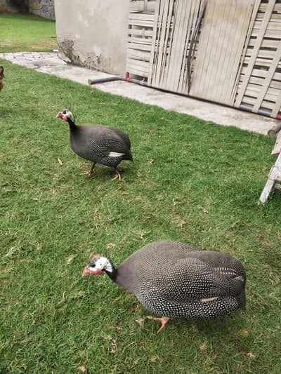 Guinea fowl