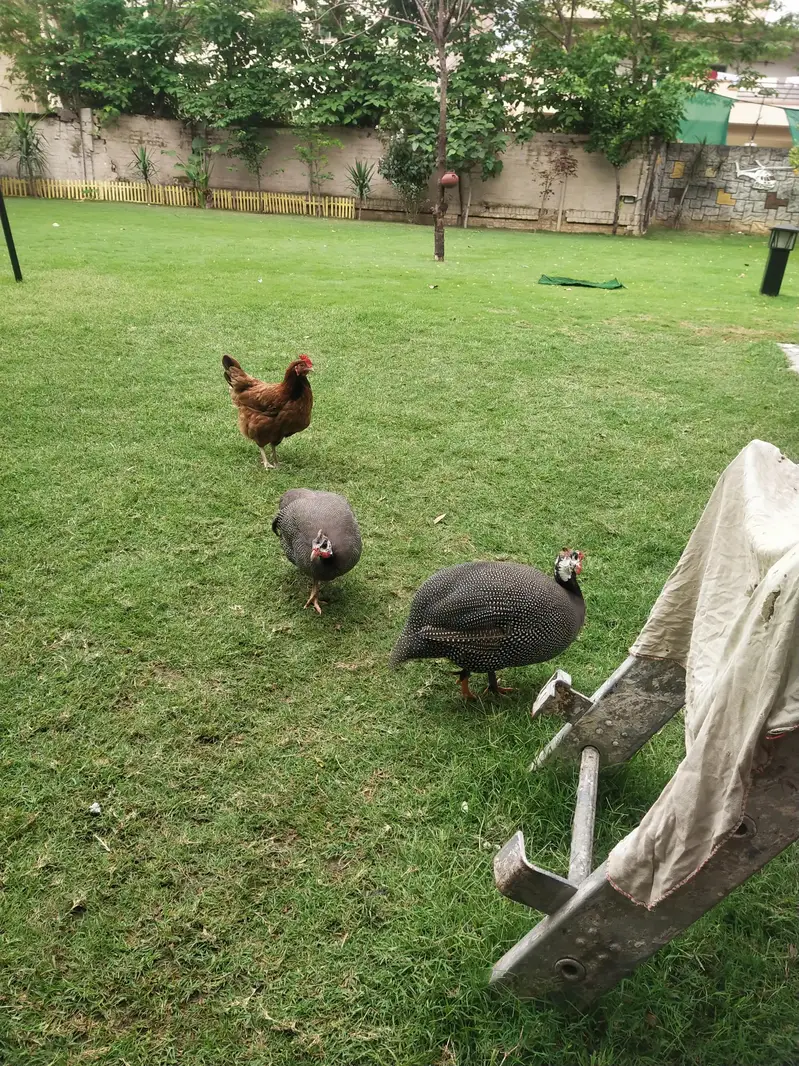Guinea fowl — photo 2