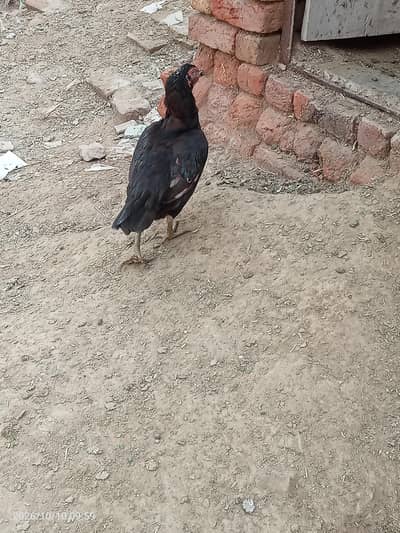 Aseel murgi urgent for sale