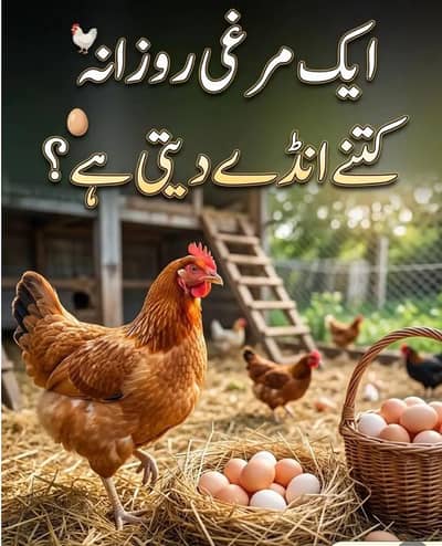 Anda wali morgi