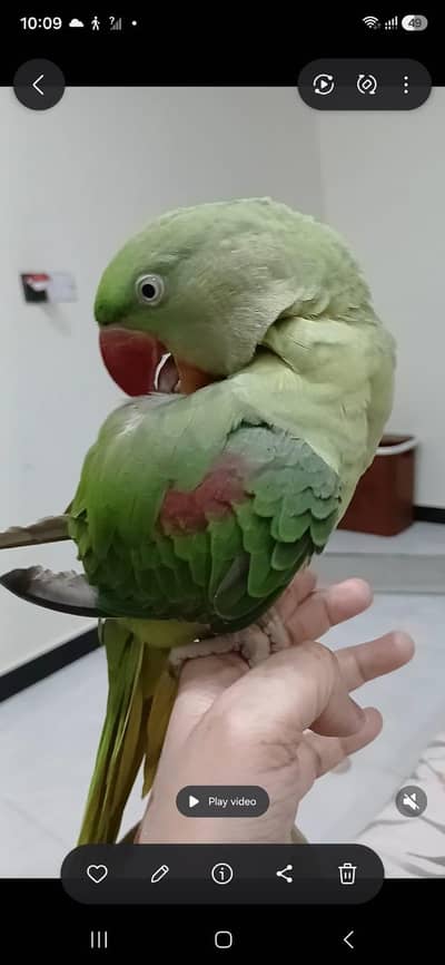 raw parrot pair