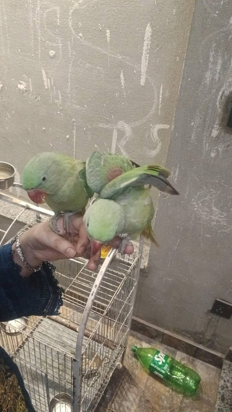 raw parrot pair 1