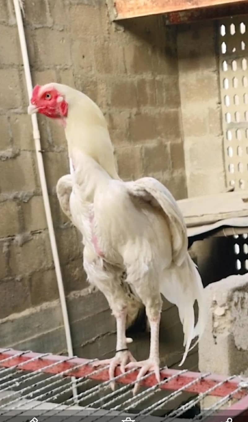 Heera chicks 0