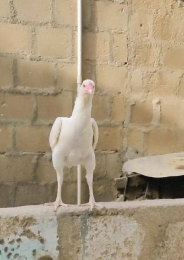 Heera chicks 1