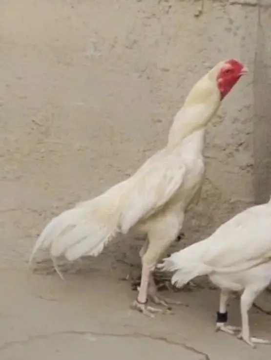 Heera chicks — photo 3
