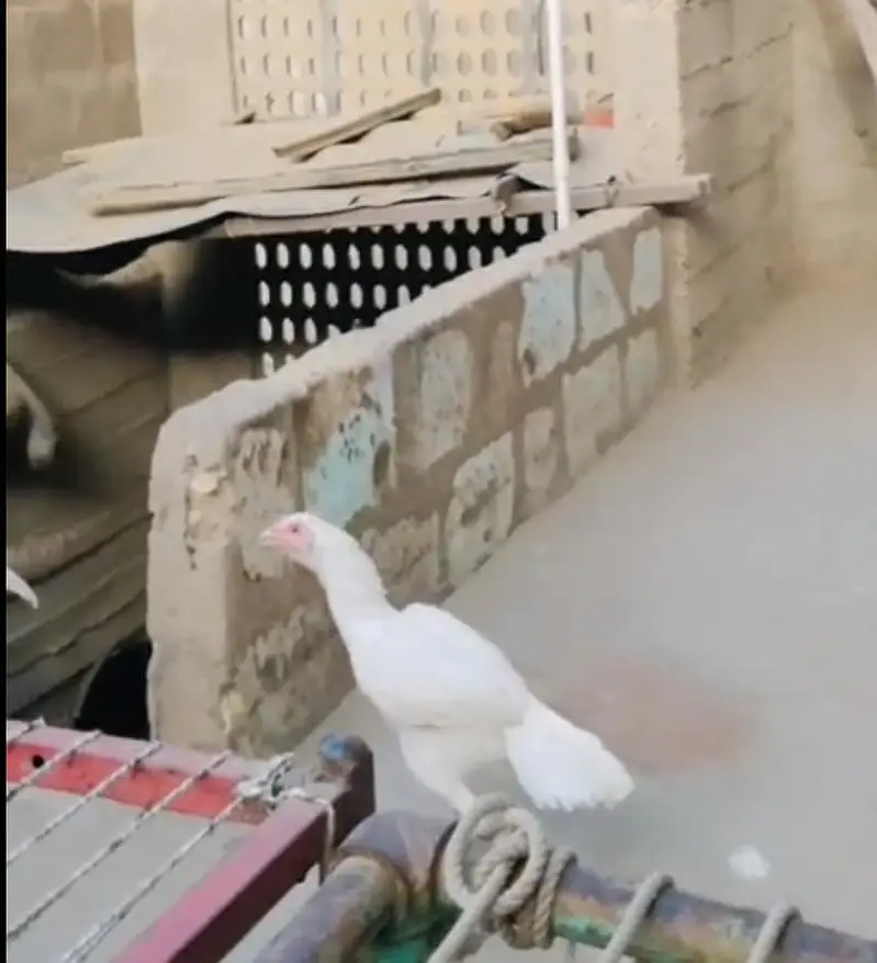 Heera chicks — photo 4