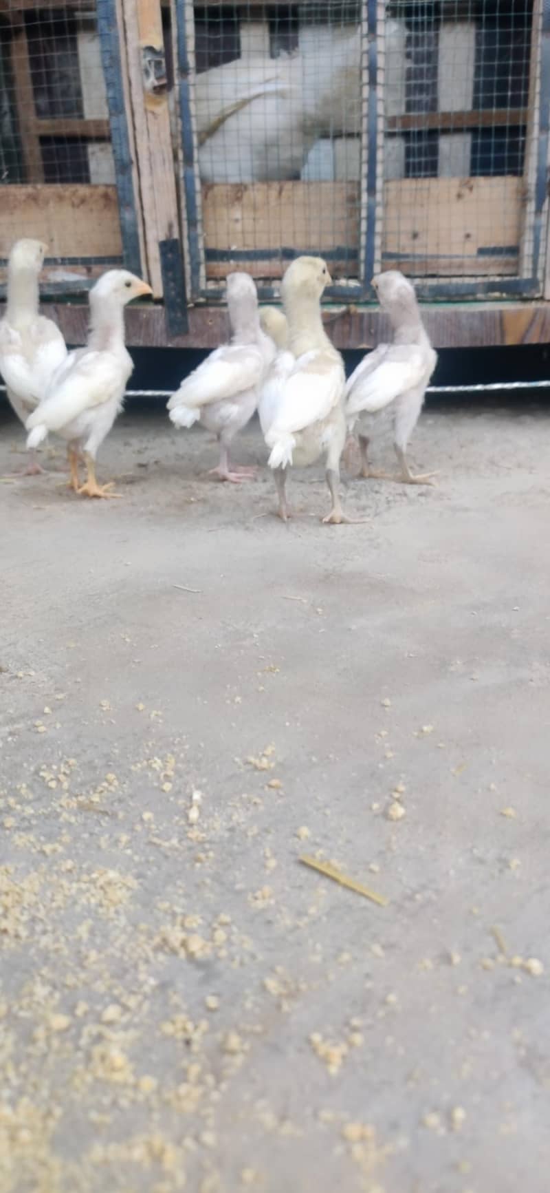 Heera chicks 4