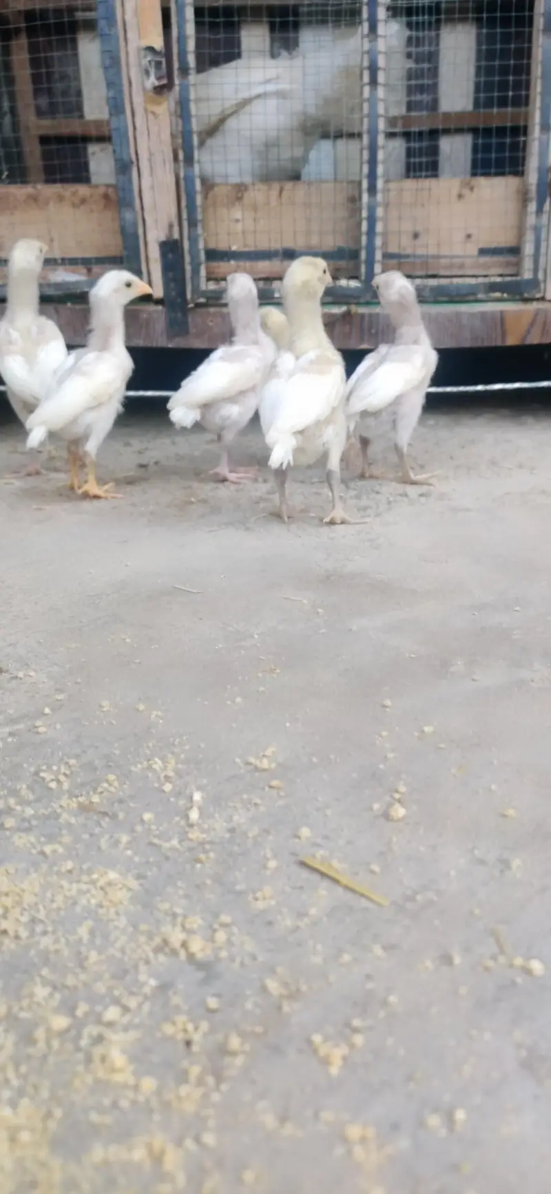 Heera chicks — photo 5