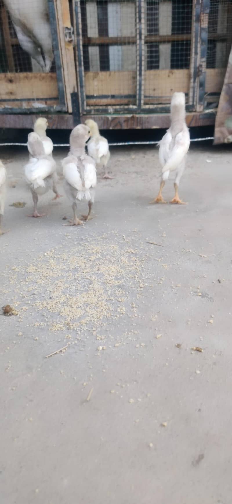 Heera chicks 5