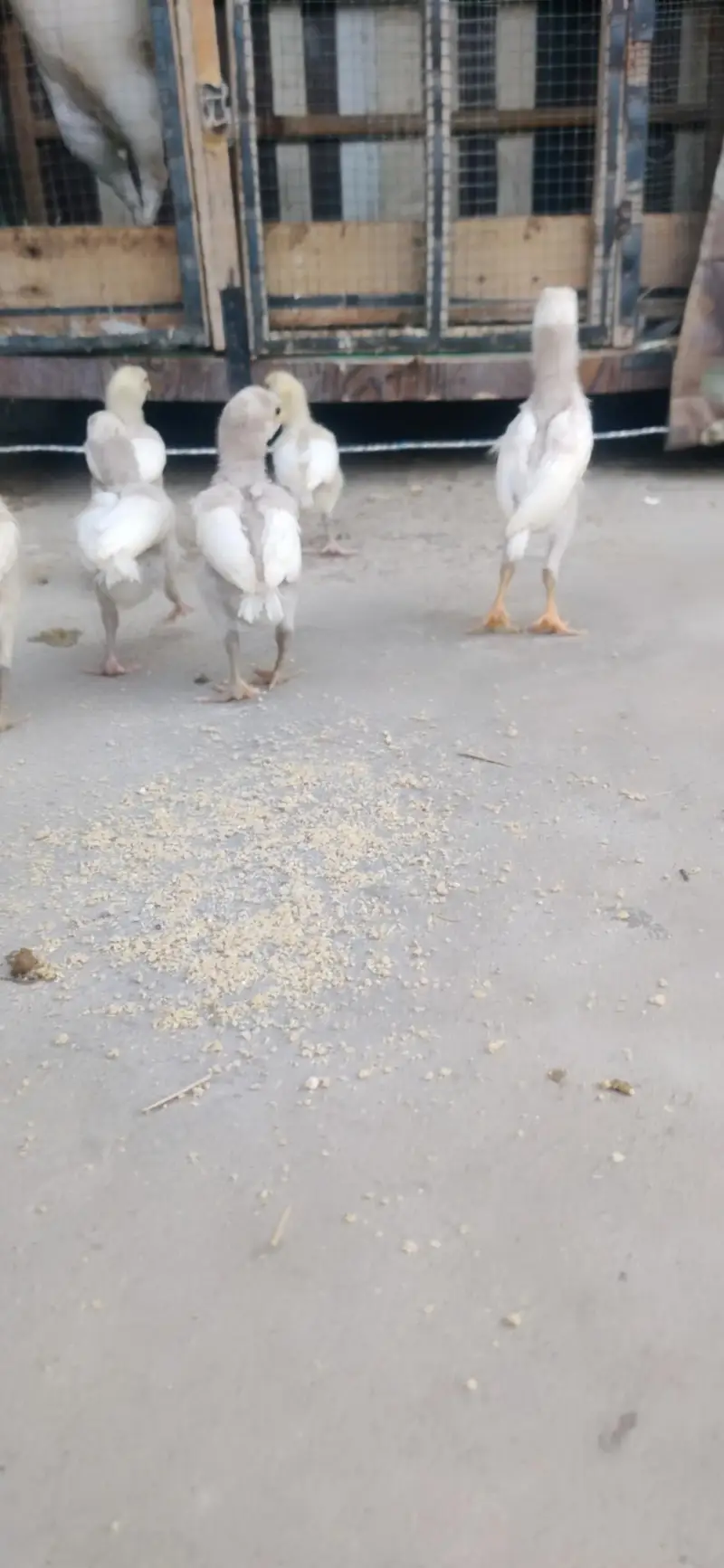 Heera chicks — photo 6