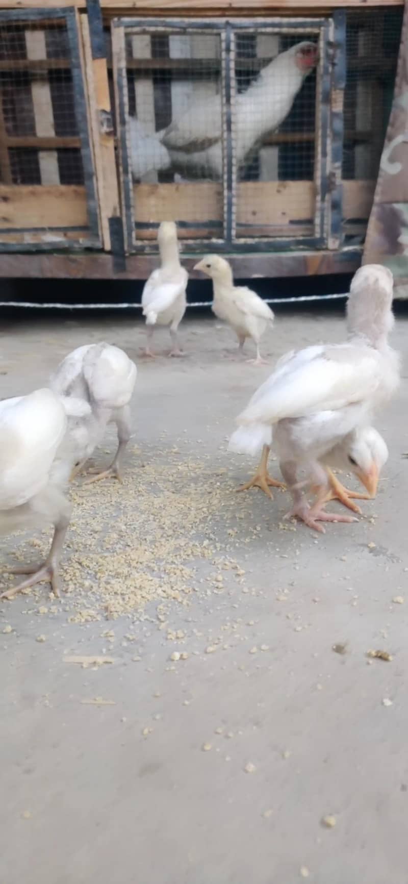 Heera chicks 6
