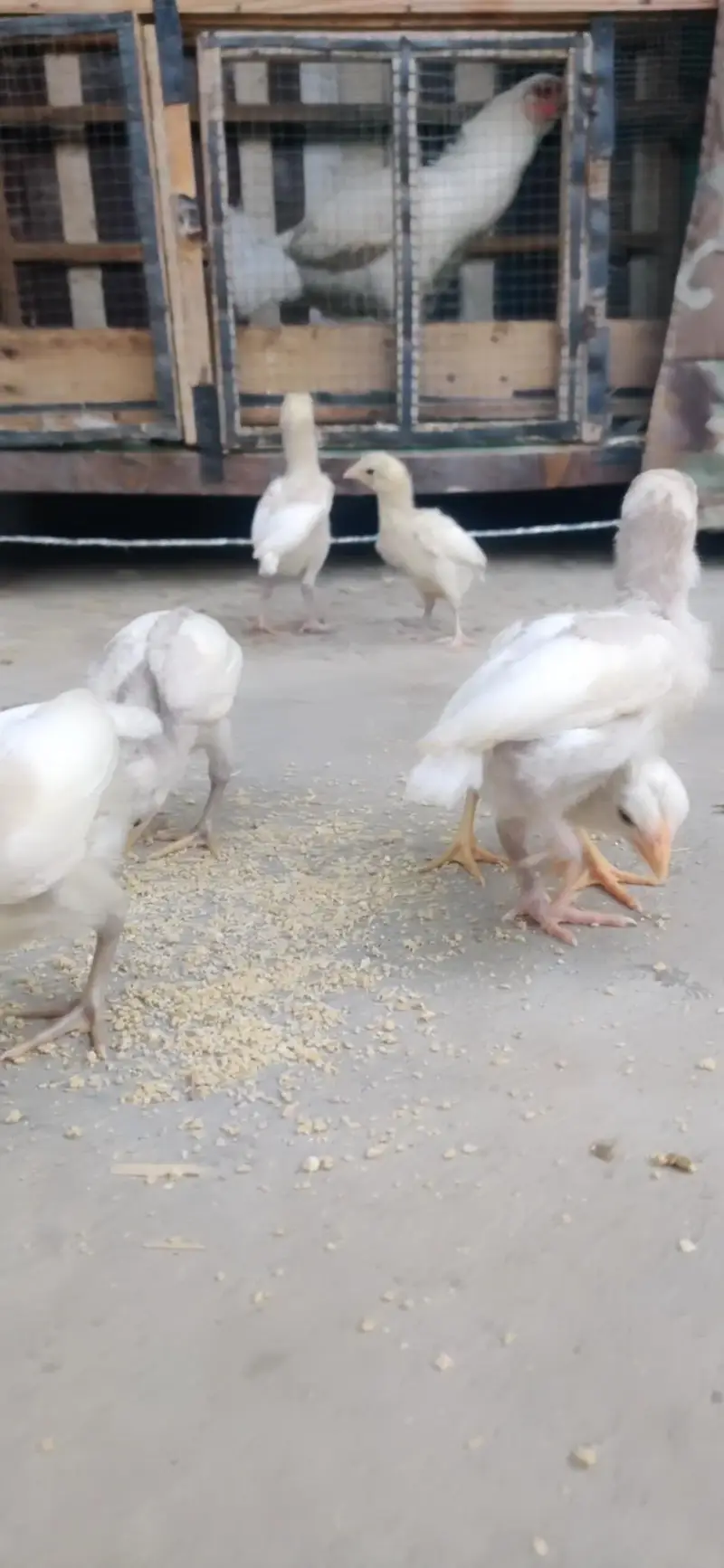 Heera chicks — photo 7