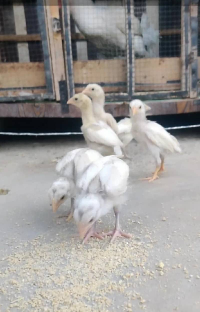Heera chicks 7