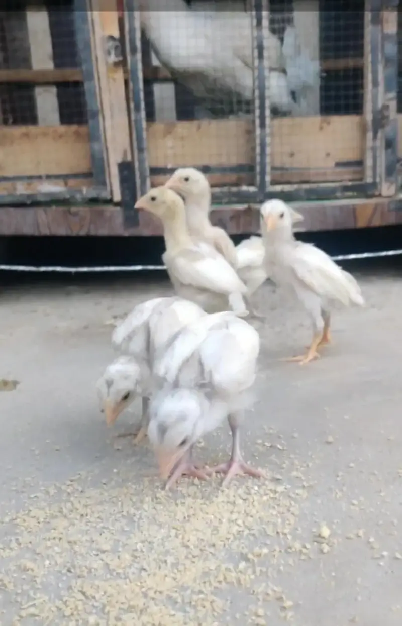 Heera chicks — photo 8