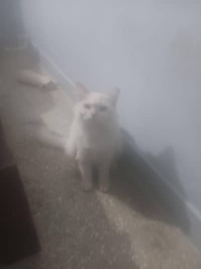 Persian Female cat available