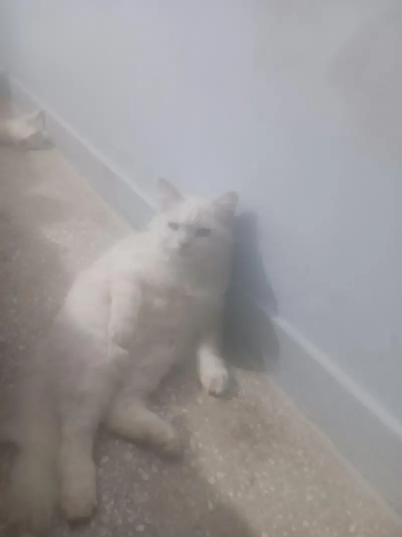 Persian Female cat available — photo 2