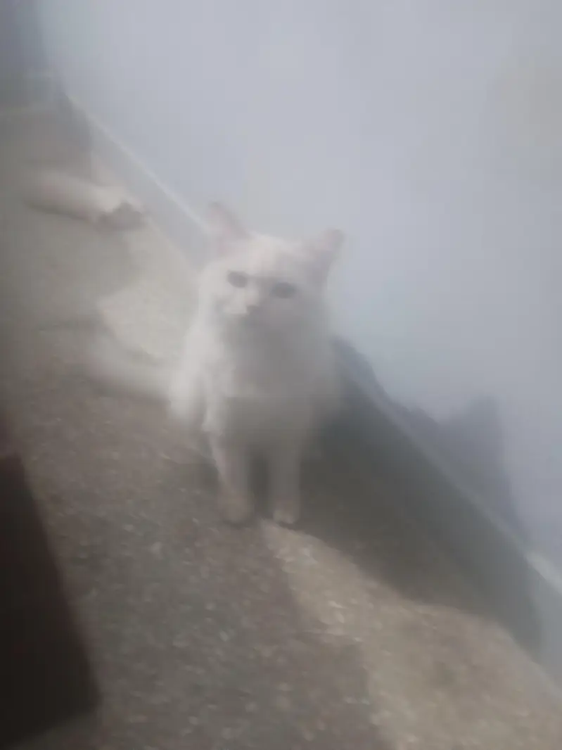 Persian Female cat available — photo 3