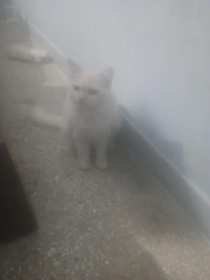 Persian Female cat available — photo 4