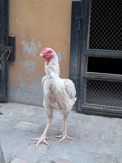 king O shamo for sale