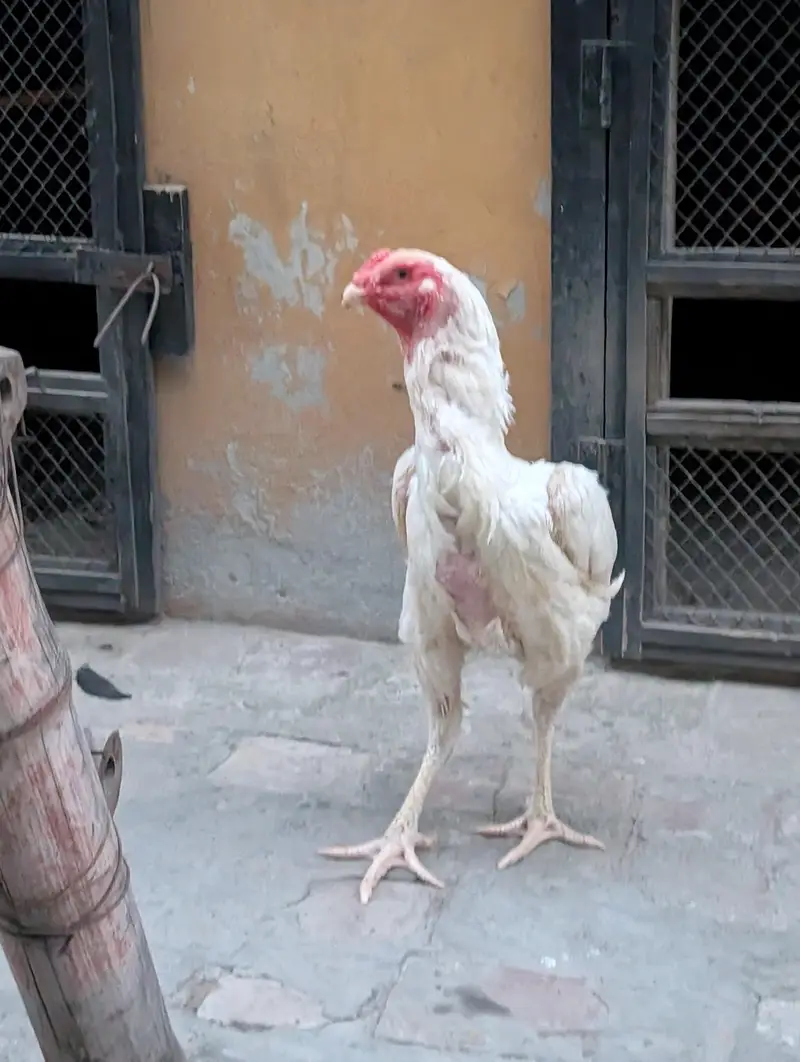 king O shamo for sale — photo 2