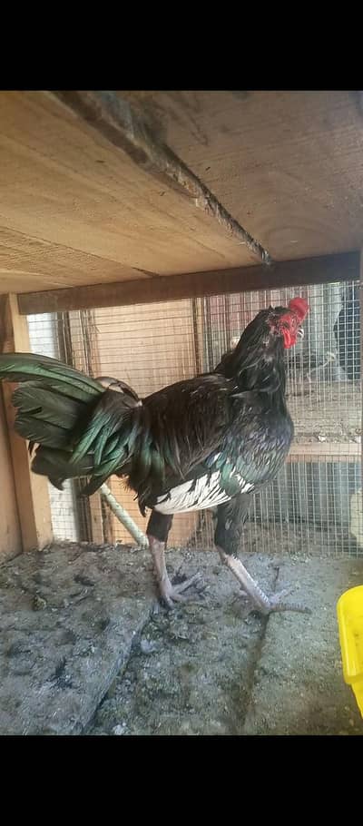 Desi Roosters