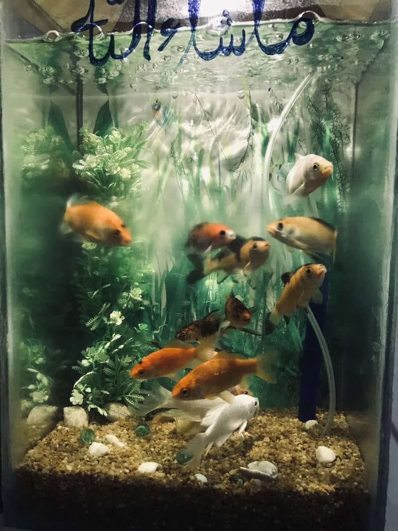 Fish with ecorem and trole 4