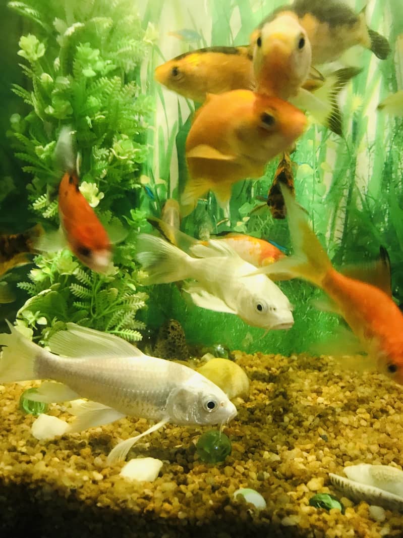 Fish with ecorem and trole 6