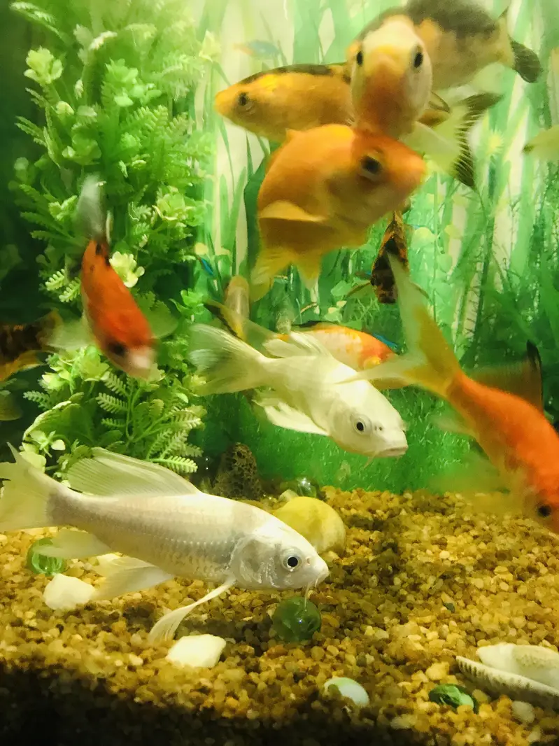 Fish with ecorem and trole — photo 7