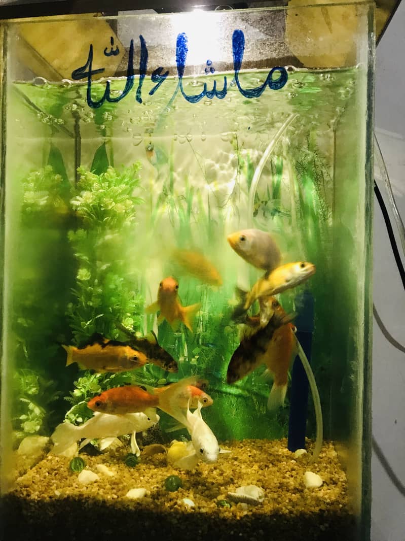Fish with ecorem and trole 7