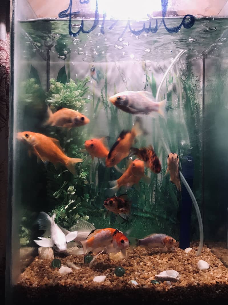 Fish with ecorem and trole 8
