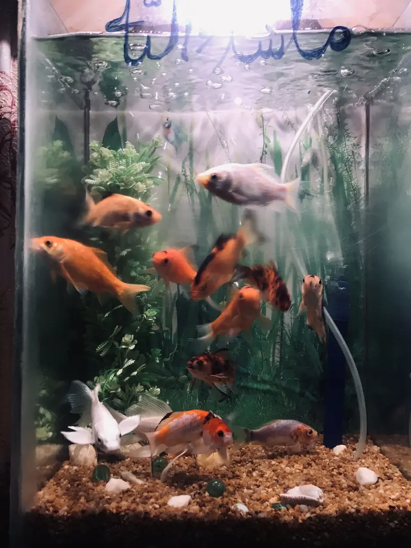 Fish with ecorem and trole — photo 9