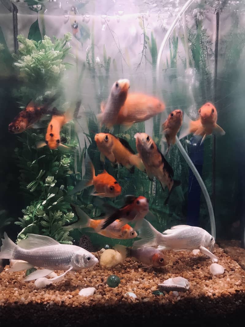 Fish with ecorem and trole 9