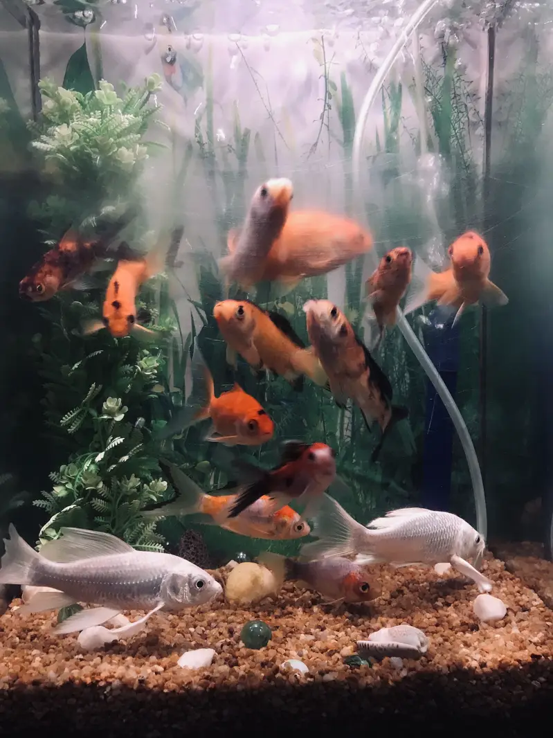 Fish with ecorem and trole — photo 10