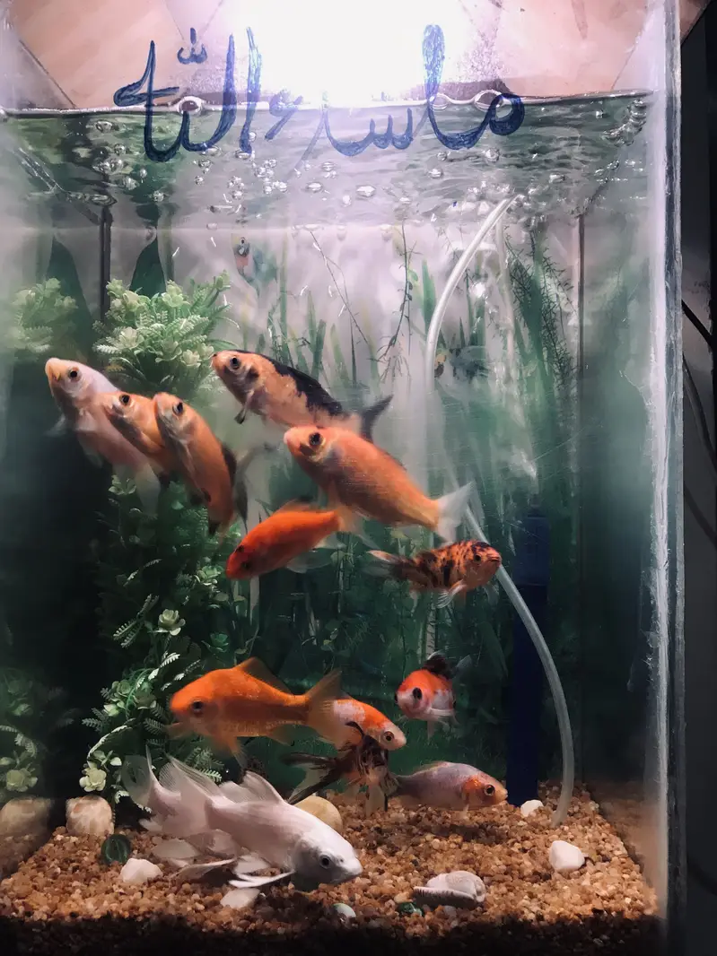 Fish with ecorem and trole — photo 12