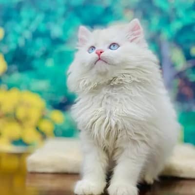 Persian kittens | triple coat | fluffy | 0302//06204//45