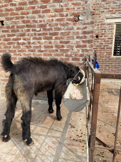 Desi breedar bakra