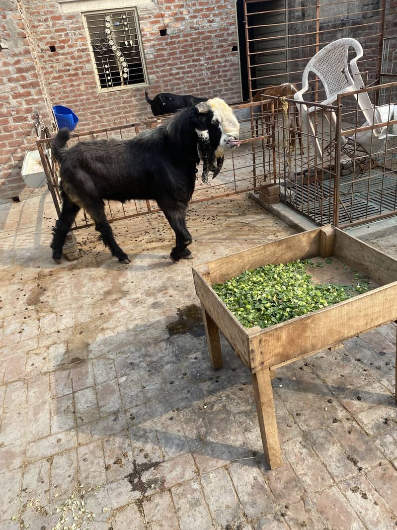 Desi breedar bakra 1