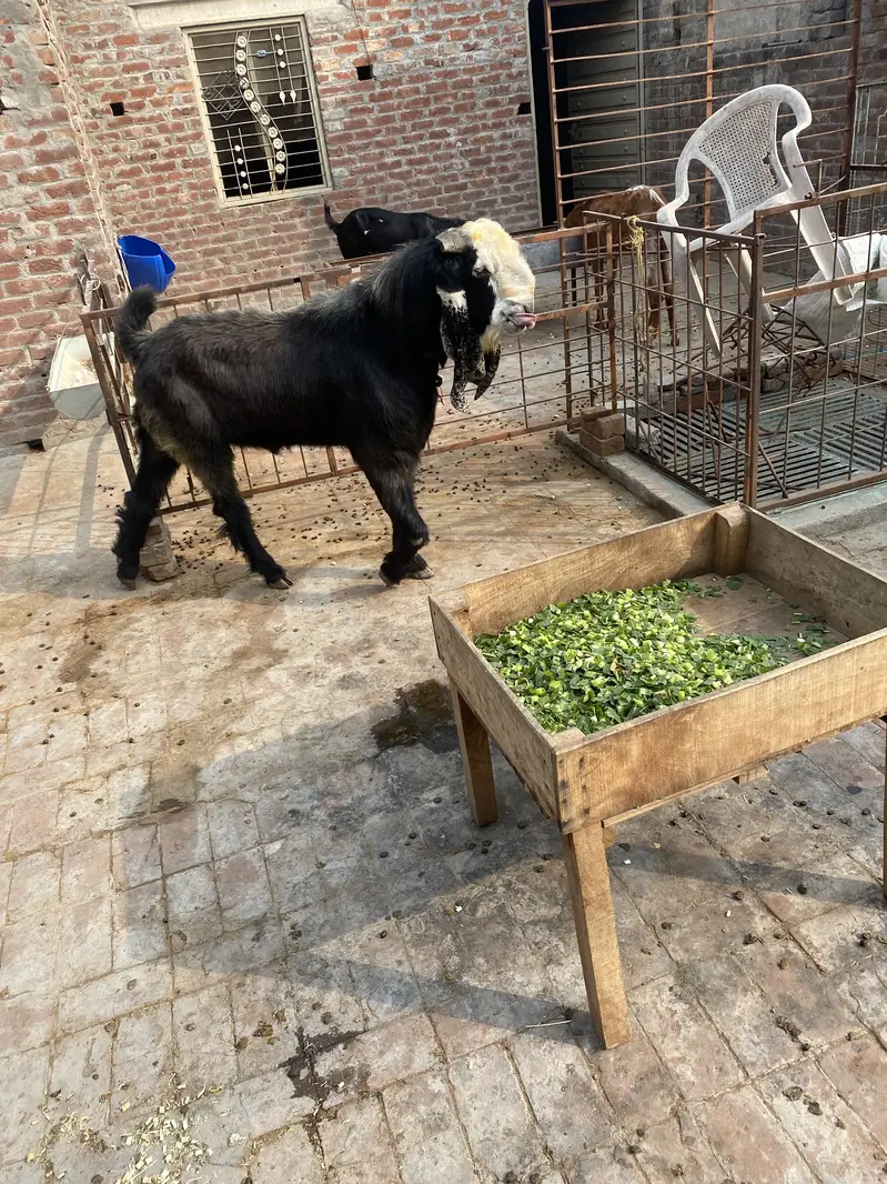 Desi breedar bakra — photo 2