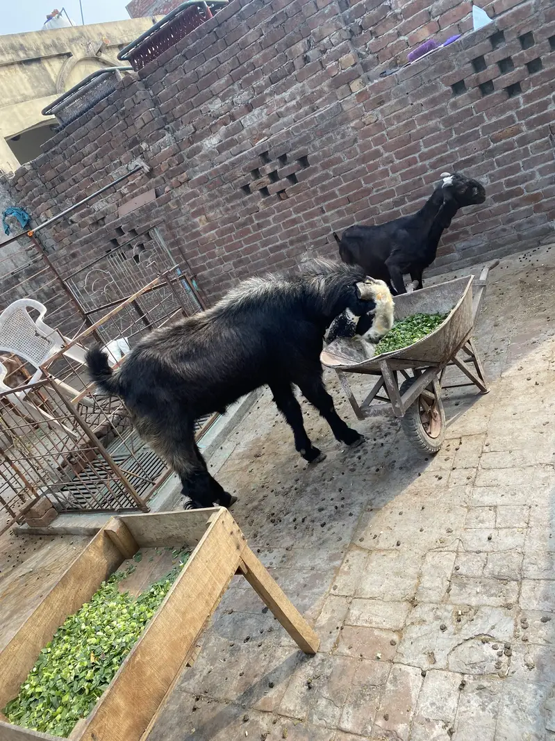Desi breedar bakra — photo 3