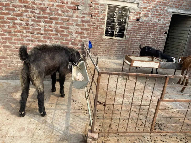 Desi breedar bakra — photo 4
