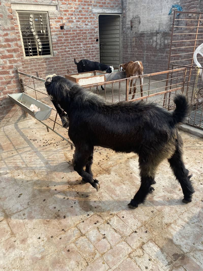 Desi breedar bakra 4