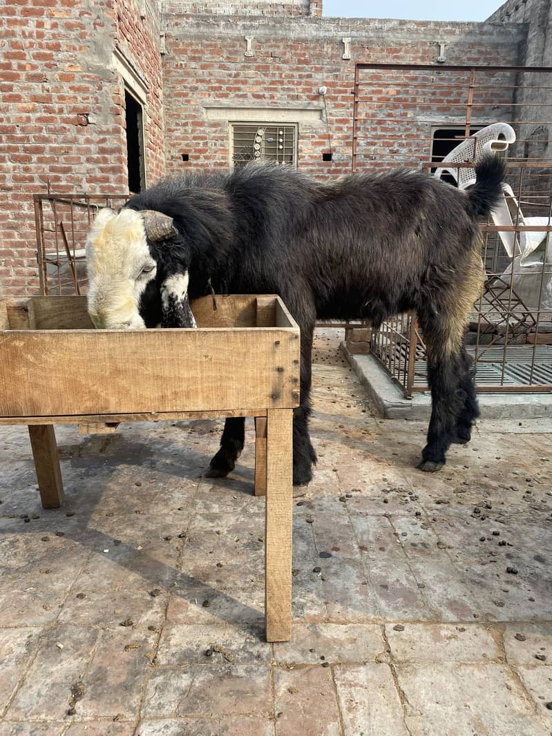 Desi breedar bakra 5