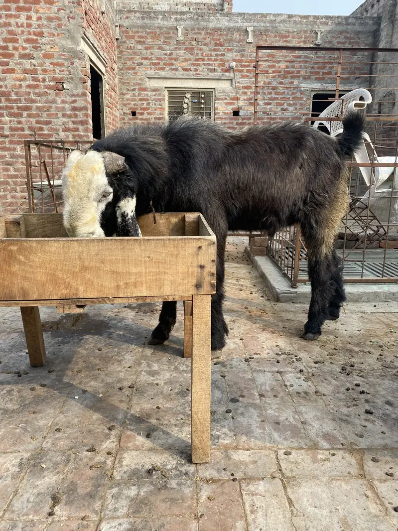 Desi breedar bakra — photo 6