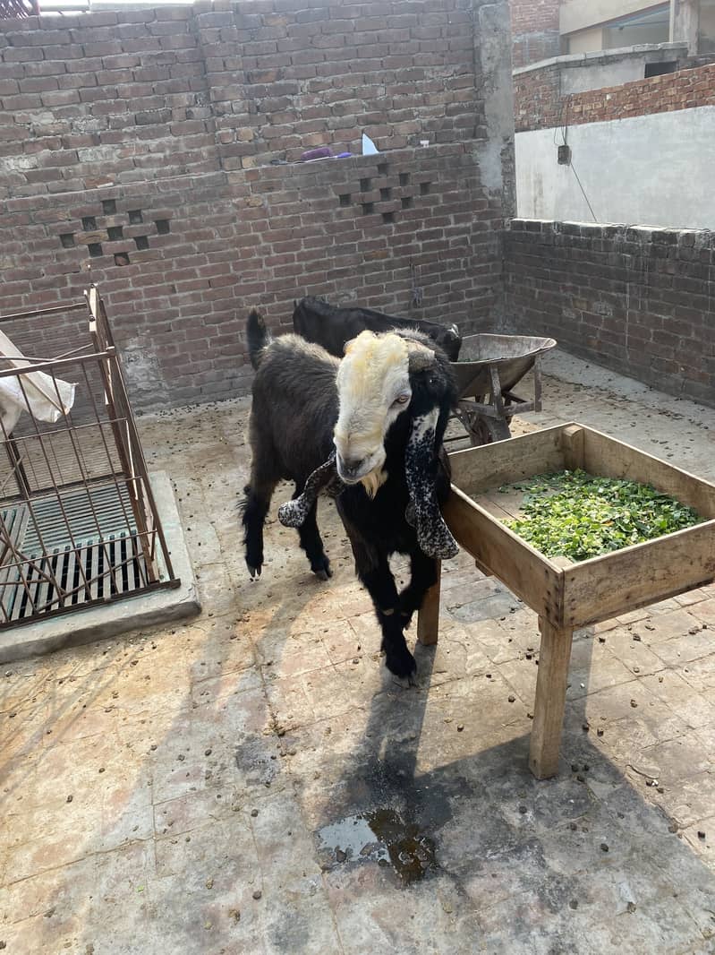 Desi breedar bakra 6